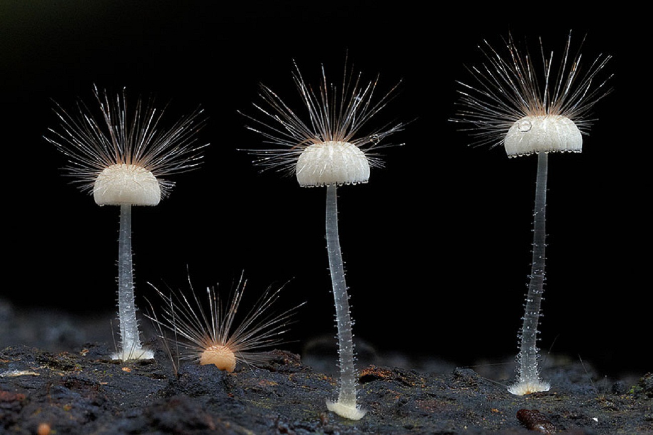 Самые необычные грибы на земле: (топ-13 самых причудливых)