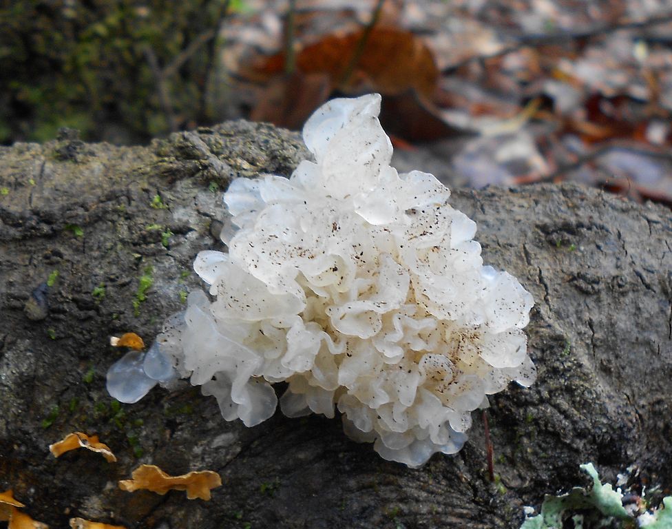 Ледяной гриб: что это и съедобен ли он