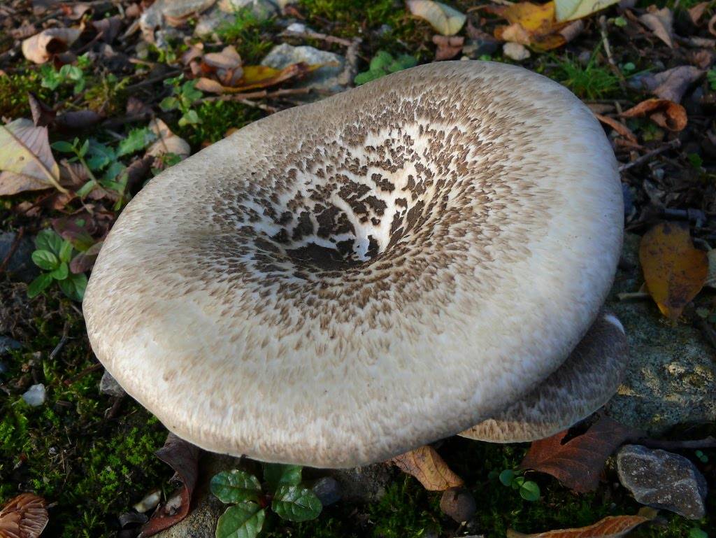 Весенние грибы для здоровья и кулинарных изысков. фото — ботаничка