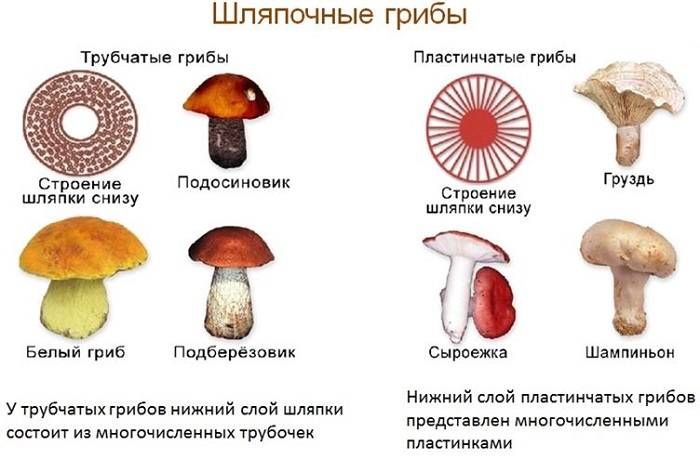 Нижняя сторона шляпки. Шляпочные грибы трубчатые и пластинчатые. Грибы пластинчатые и трубчатые съедобные. Пластинчатые и трубчатые грибы строение. Строение трубчатых и пластинчатых грибов рисунки.