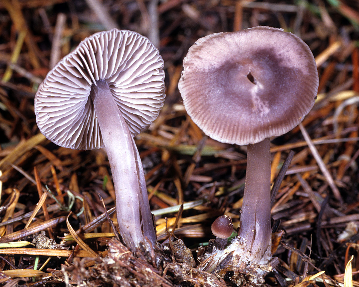 Мицена - описание, где растет, ядовитость гриба