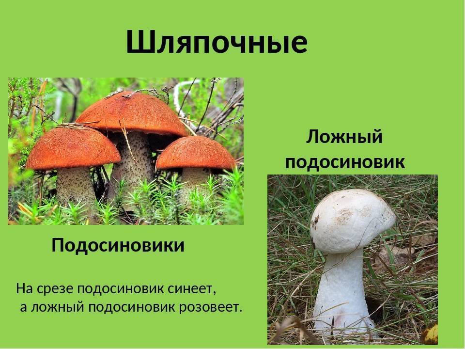 Подосиновик белый: фото и описание гриба с белой шляпкой, гриб альбинос