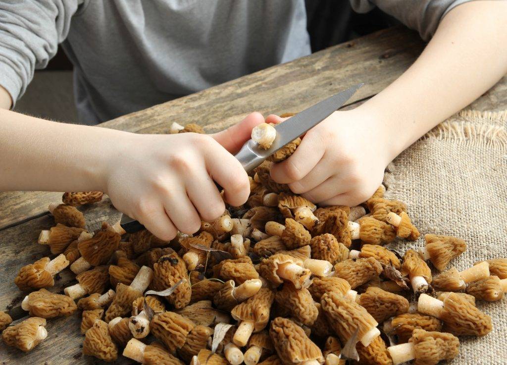 Как обработать белые грибы перед приготовлением