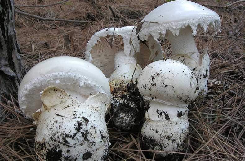 Царский (яичный и цезарский) гриб: +16 фото и описание, как выглядит? — викигриб