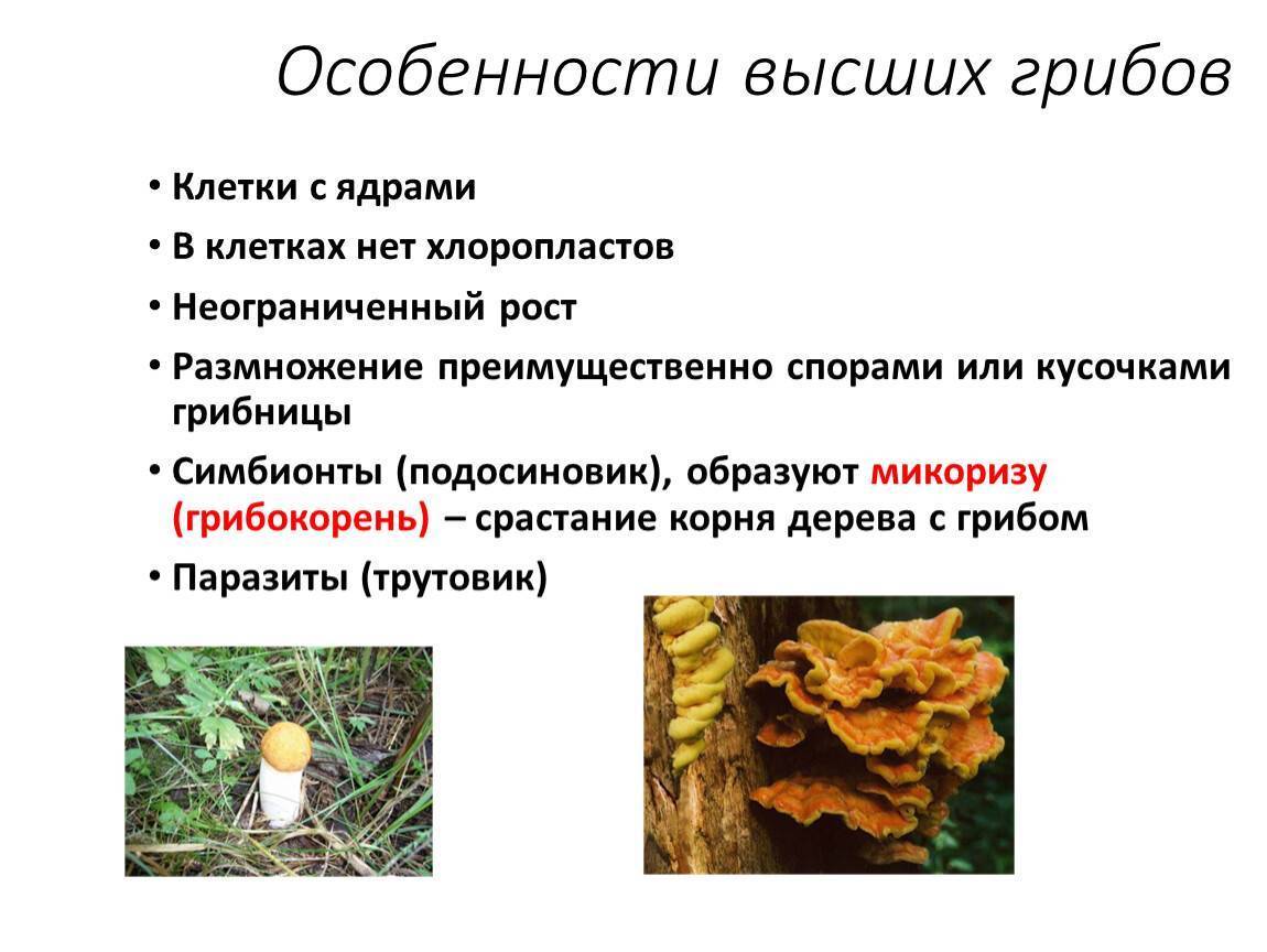 Для грибов характерен рост. Характеристика высших грибов. Характеристика высших и низших грибов. Высшие и низшие грибы представители. Высшие грибы характеристика.