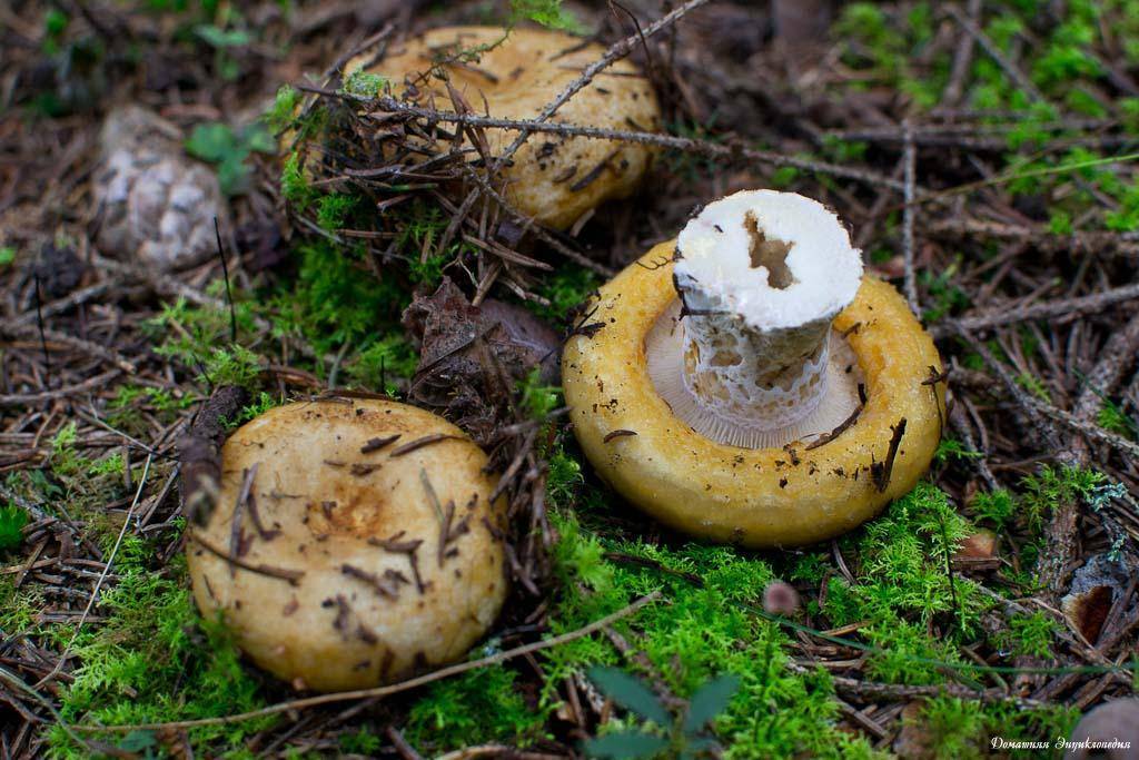 Желтый груздь (подскрёбыш): условно съедобный гриб 1-й категории
