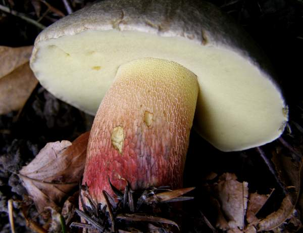 Сатанинский гриб: описание, фото, съедобность, где растет, польза и вред, признаки отравления