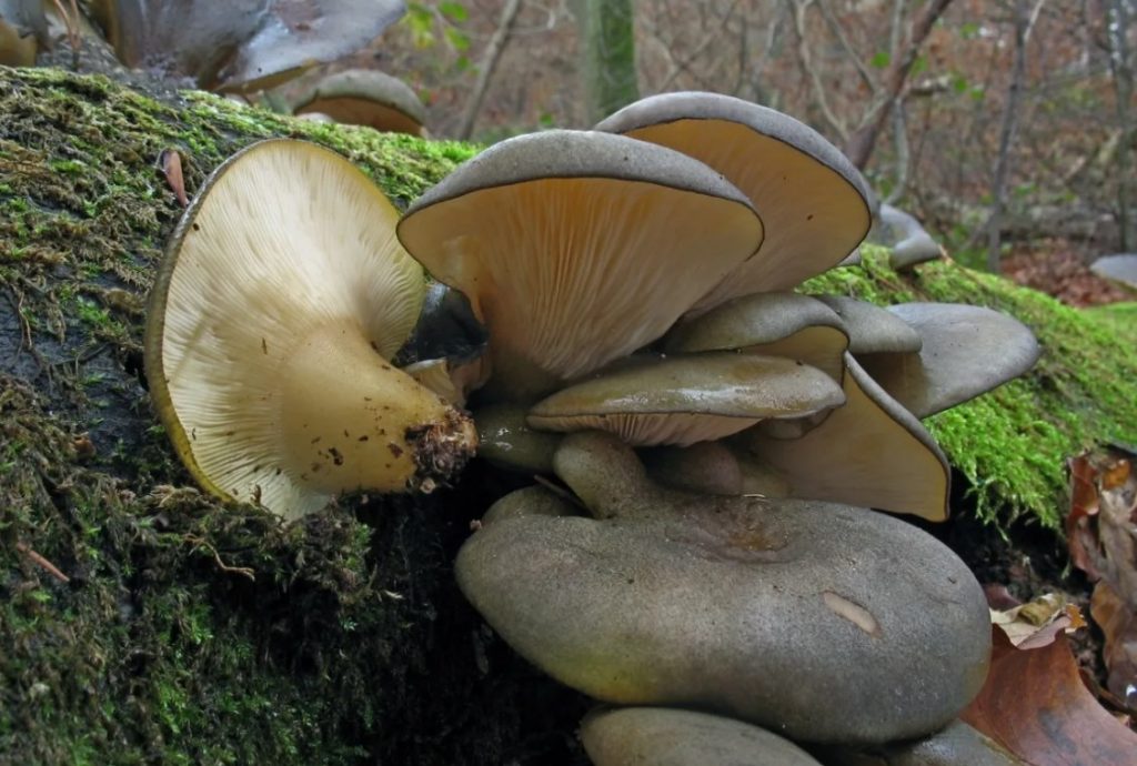 Вешенка - вкусный и полезный гриб, описание и виды