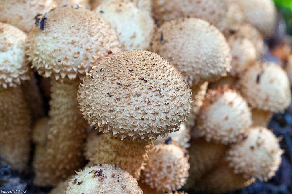 Королевский опенок (чешуйчатка золотистая): как выглядит гриб, сезон и места сбора, как готовить
