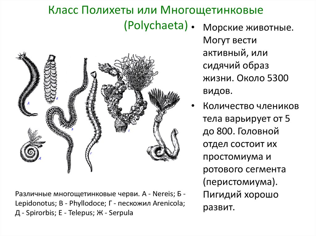 Класс многощетинковые черви