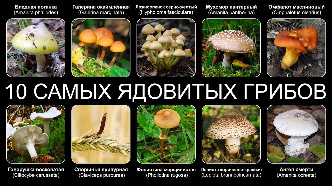Список самых ядовитых грибов россии, украины и мира