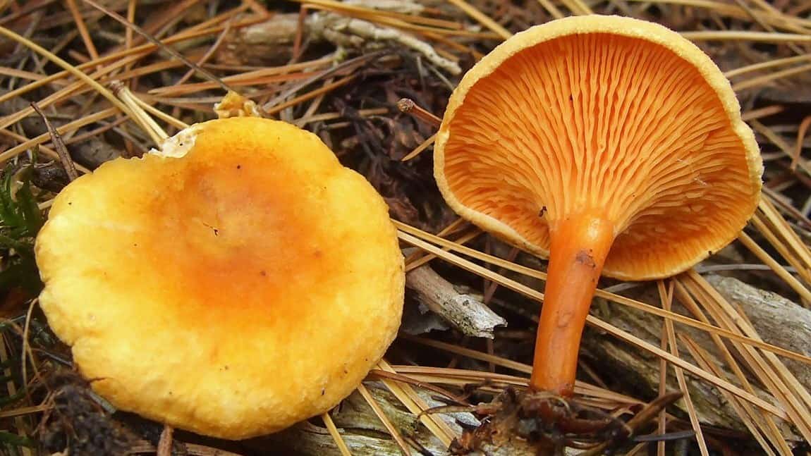 Говорушка перевернутая: фото и описание, съедобность гриба