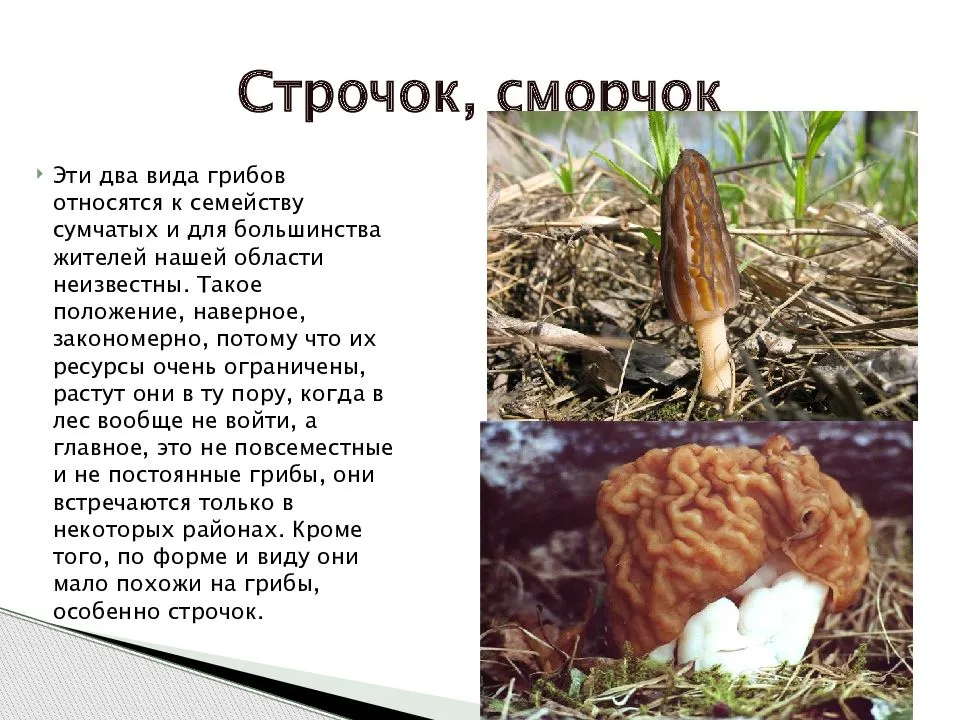 Гриб строчок - описание, распространение и использование в медицине ядовитого гриба