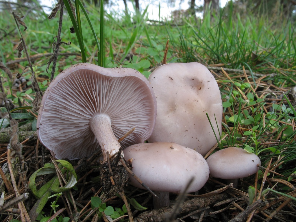 Рядовка фиолетовая (lepista nuda) – грибы сибири
