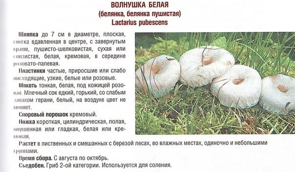 Волнушка белая (белянка): фото грибочков, где собирать для засола