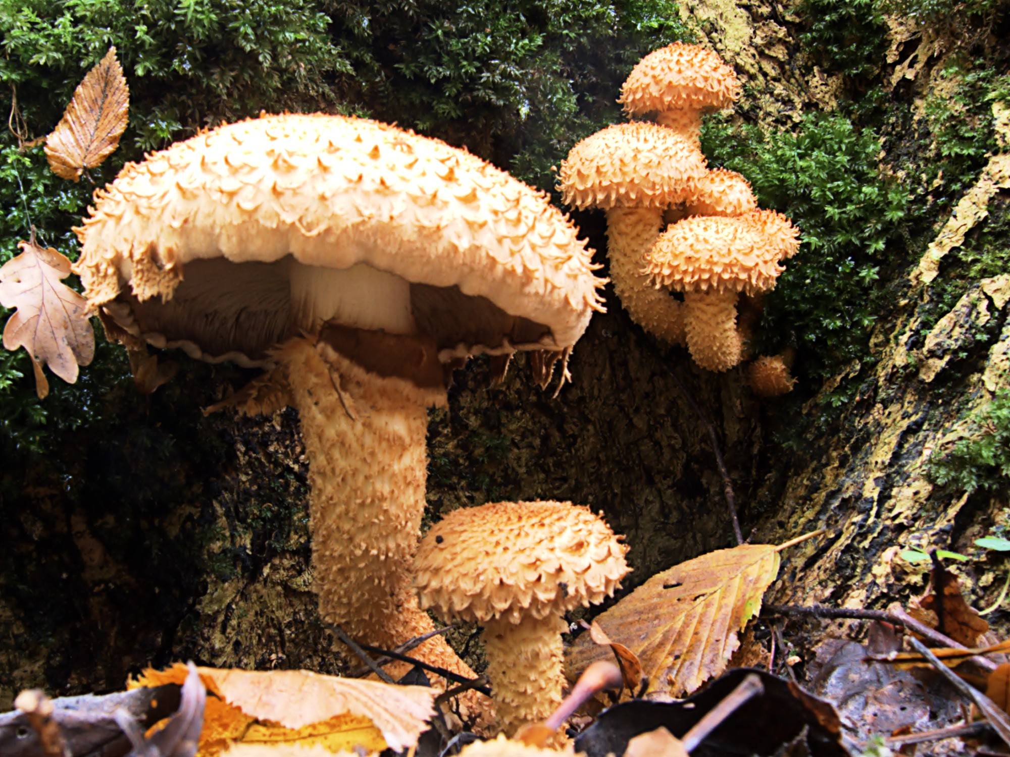 Виды грибов чешуйчатка