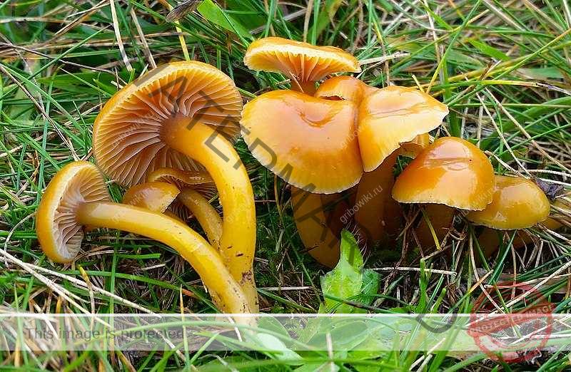 Условно-съедобные грибы - названия с фото и описание | список условно-съедобных грибов