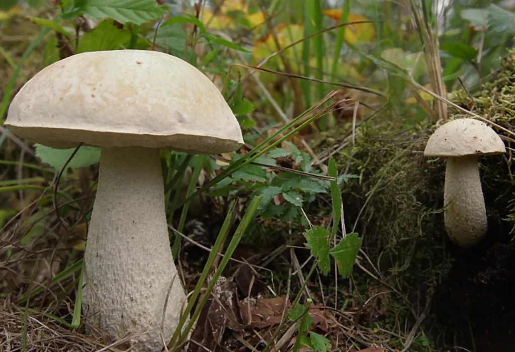 Грибы подберезовики: фото и описание видов, как выглядят грибы, где и когда растут