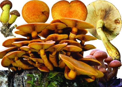 Чем опасен гриб Гимнопил сосновый?
