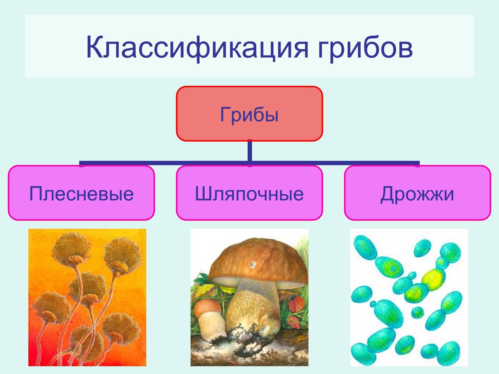 Эуаскомицеты | справочник пестициды.ru