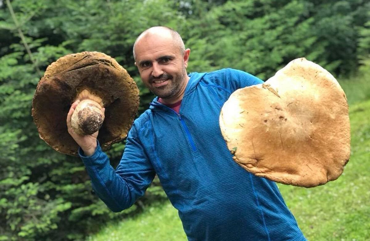 Самый большой гриб в мире, огромные экземпляры в россии