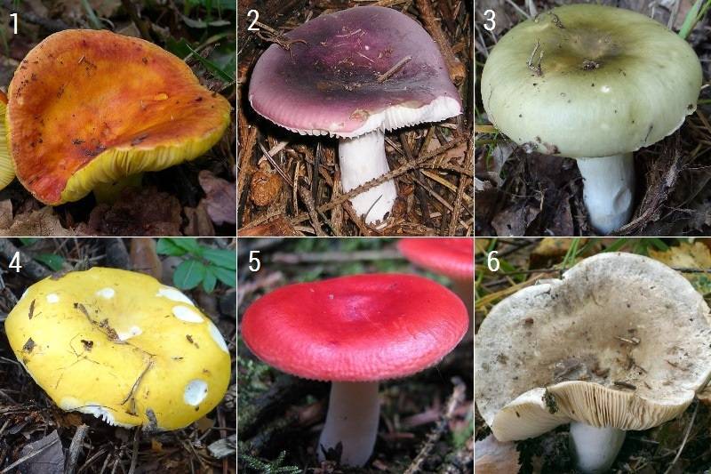 Сыроежки: виды грибов и фото