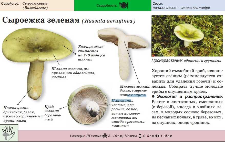 Как выглядит сыроежка: съедобные виды, подробное описание гриба