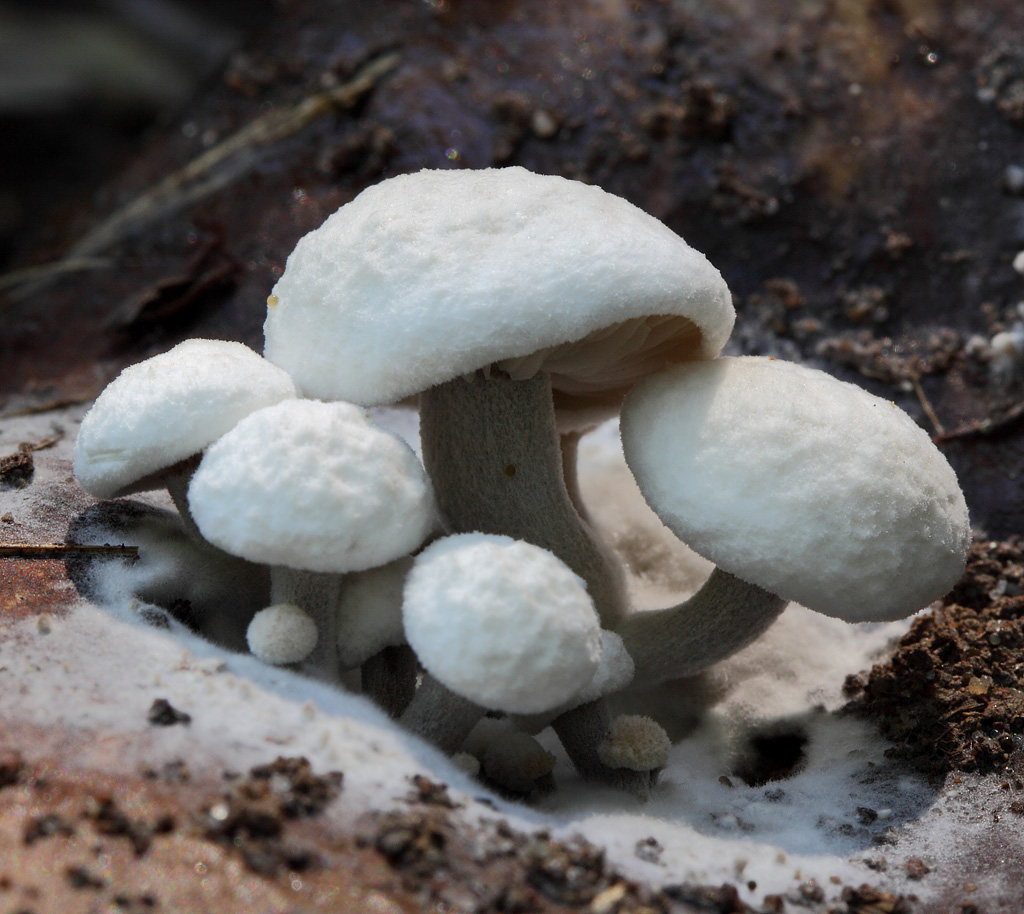 Настоящие грибы на сайте игоря гаршина. эумикота