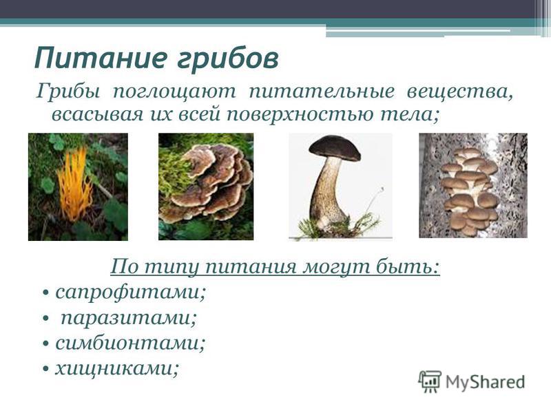 Систематические способы питания грибов