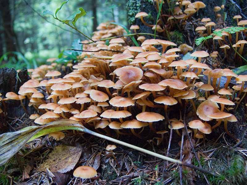 Ксеромфалина колокольчатая – мелкий многочисленный гриб — викигриб