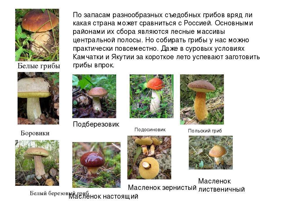 Какие съедобные грибы собирают люди осенью: список, фото, названия. какие съедобные грибы собирают в сентябре, октябре, ноябре? как быстро растут грибы после дождя осенью?