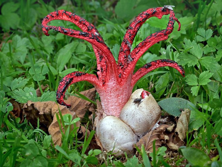 Решетчатый красный гриб. гриб красный решеточник: съедобный или нет