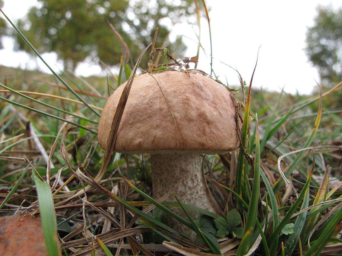 Подберезовик: характеристики гриба, химический состав и калорийность, ложные виды и двойники