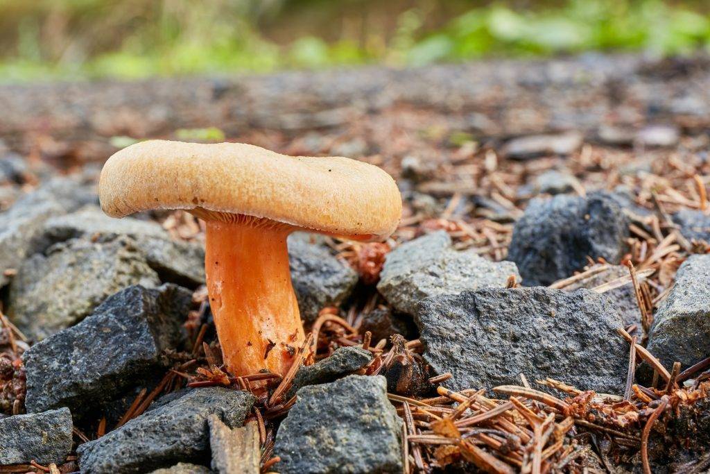 Опенок летний – описание гриба, опасные двойники