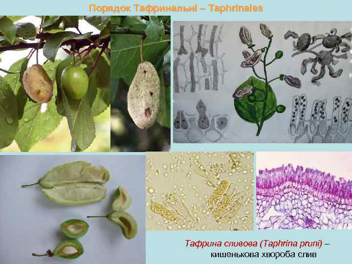 Порядок: Taphrinales (Тафриновые)