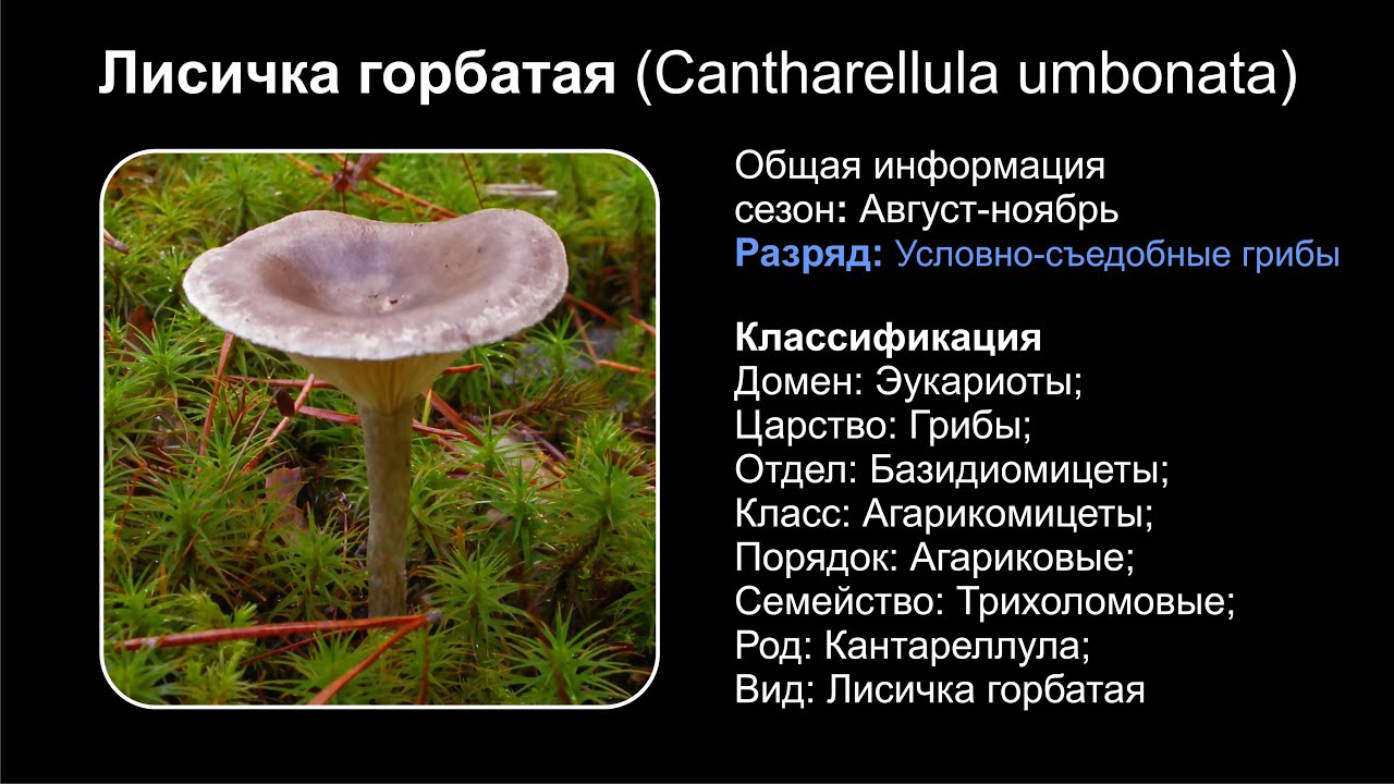 Род: Cantharellula (Кантареллула)