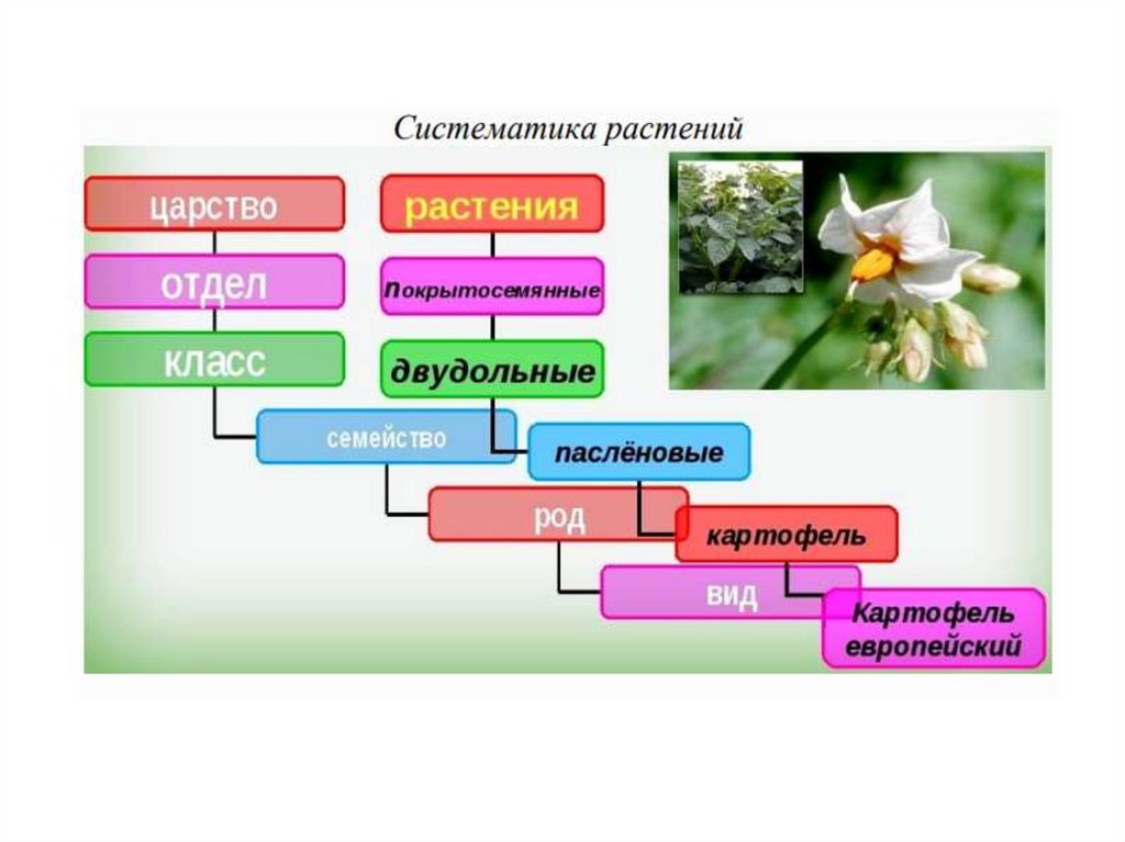 Аллоклавария пурпуровая (alloclavaria purpurea) – описание, где растет, фото