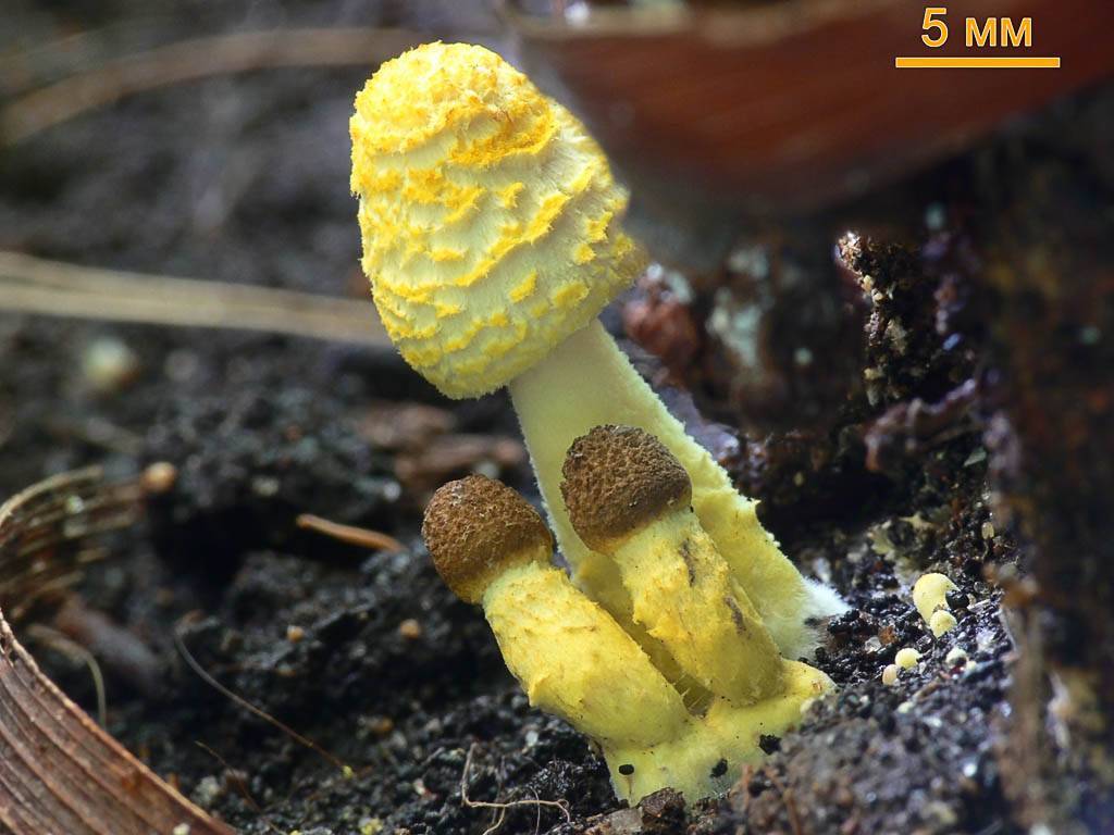 Желтый гриб в горшке. что о нем нужно знать - grapeclub.ru