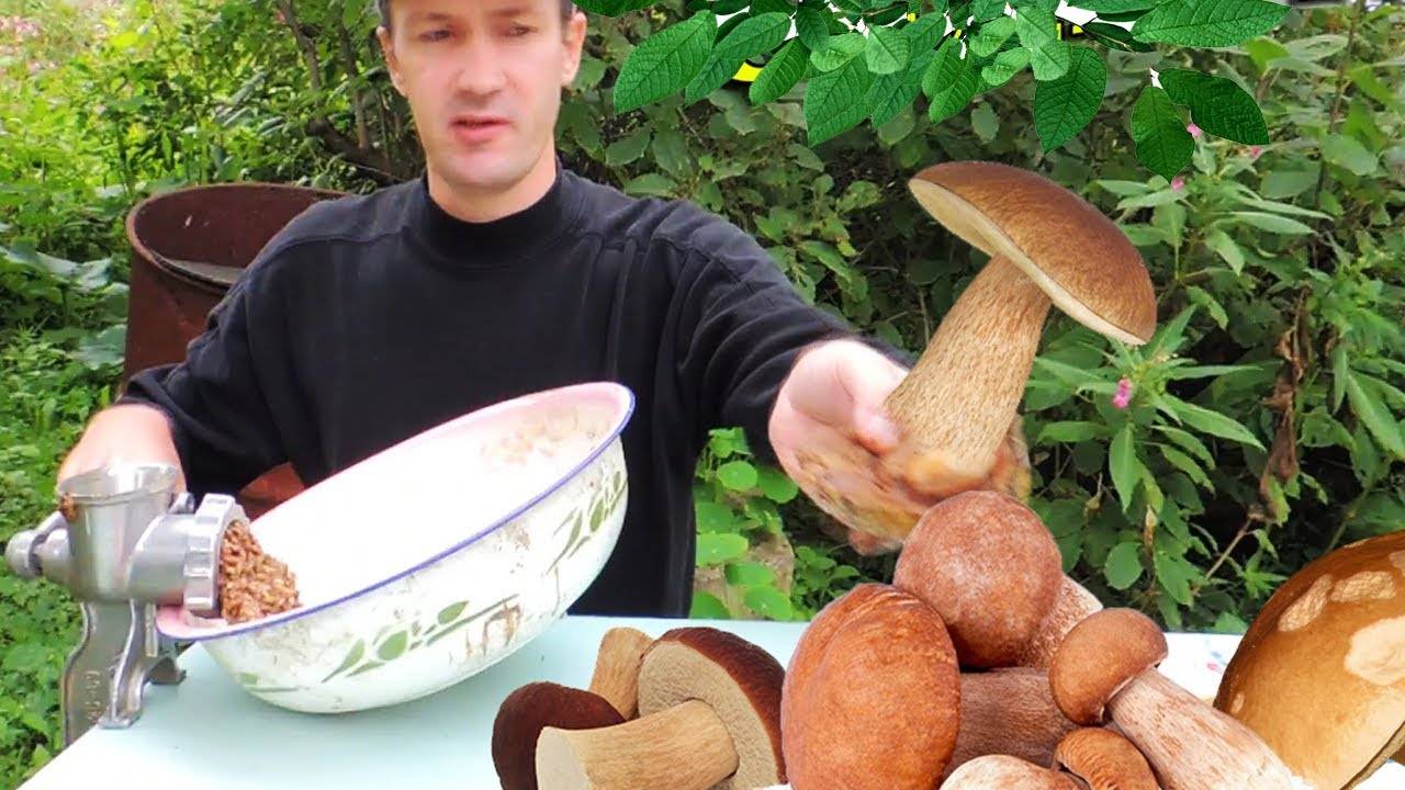 Белый гриб выращивание в домашних условиях: самый простой способ, фото, видео