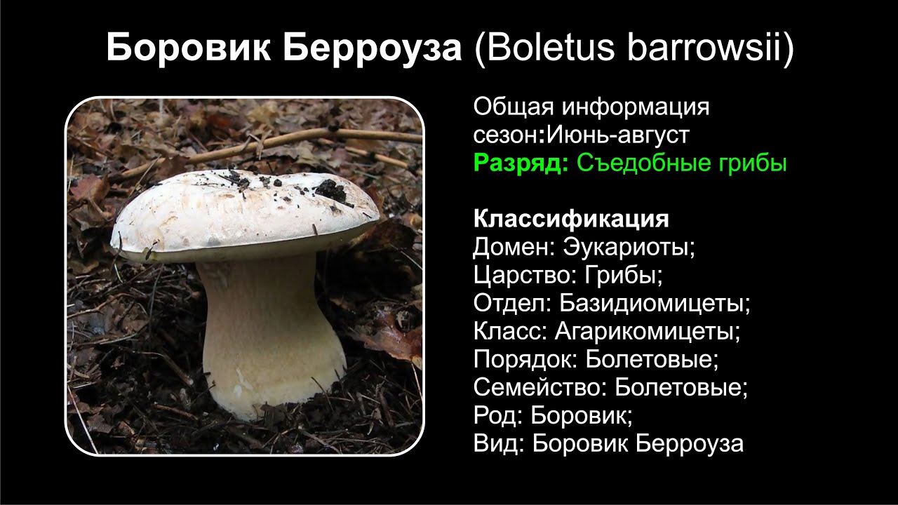 Боровик бронзовый - съедобный гриб. фото видов. где растет. как готовить.