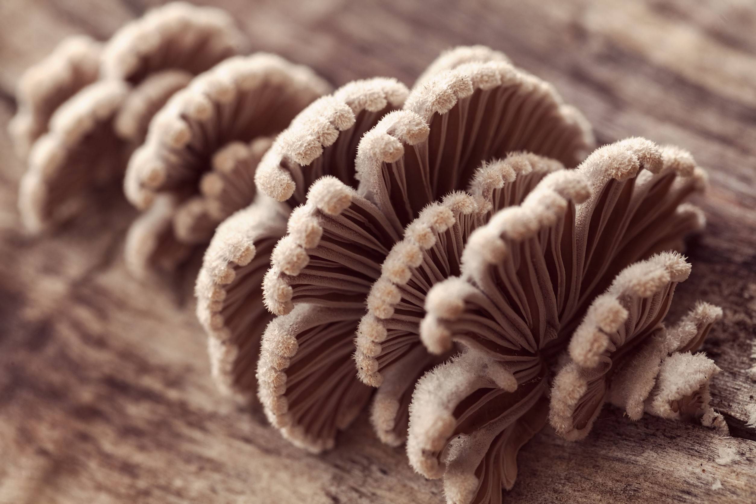 Щелелистник — описание, где растет, ядовитость гриба