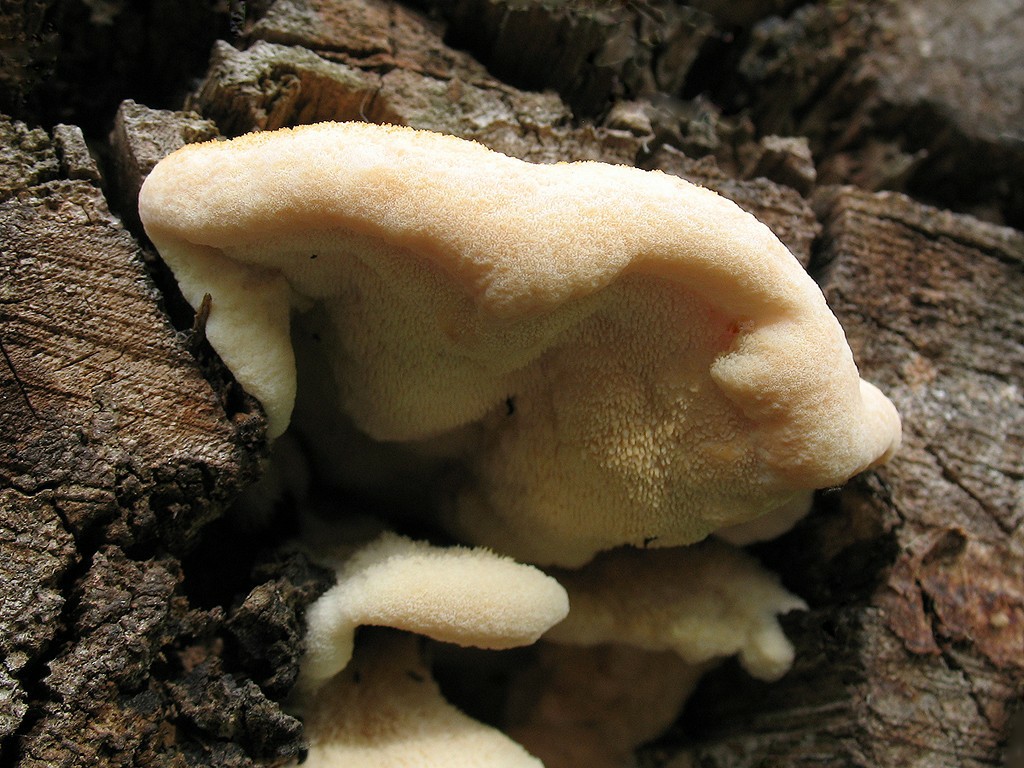 Климакодон красивейший — описание гриба, где растет, похожие виды, фото