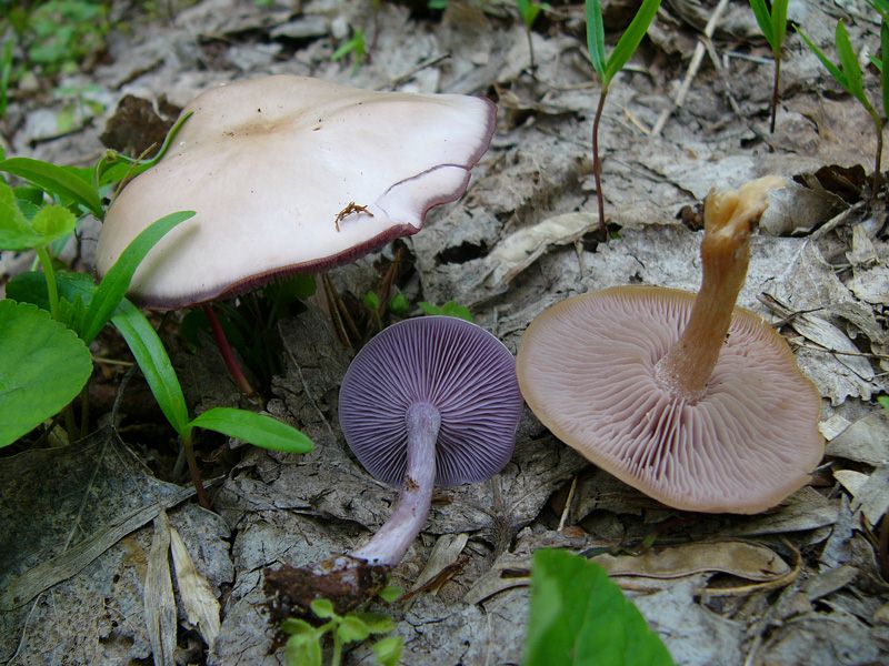 Рядовка фиолетовая (lepista nuda): описание, где растет, как отличить, фото и сходные виды