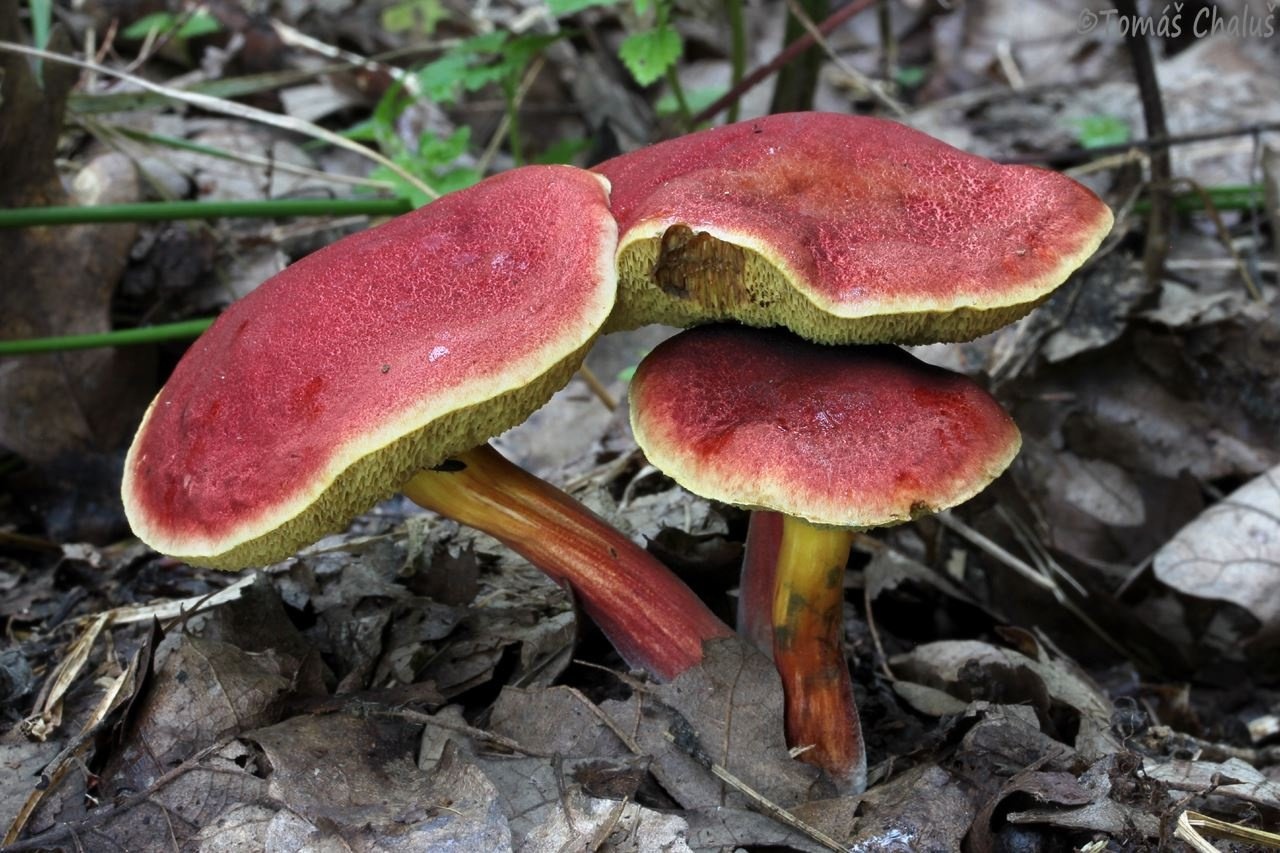 Коричневый гриб: фото и описание разновидностей