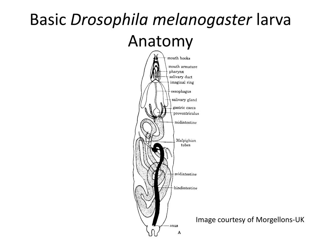 Изучение особенностей пространственной организации хромосом трофоцитов яичников некоторых видов подгруппы "melanogaster" рода drosophila  митренина елизавета юрьевна