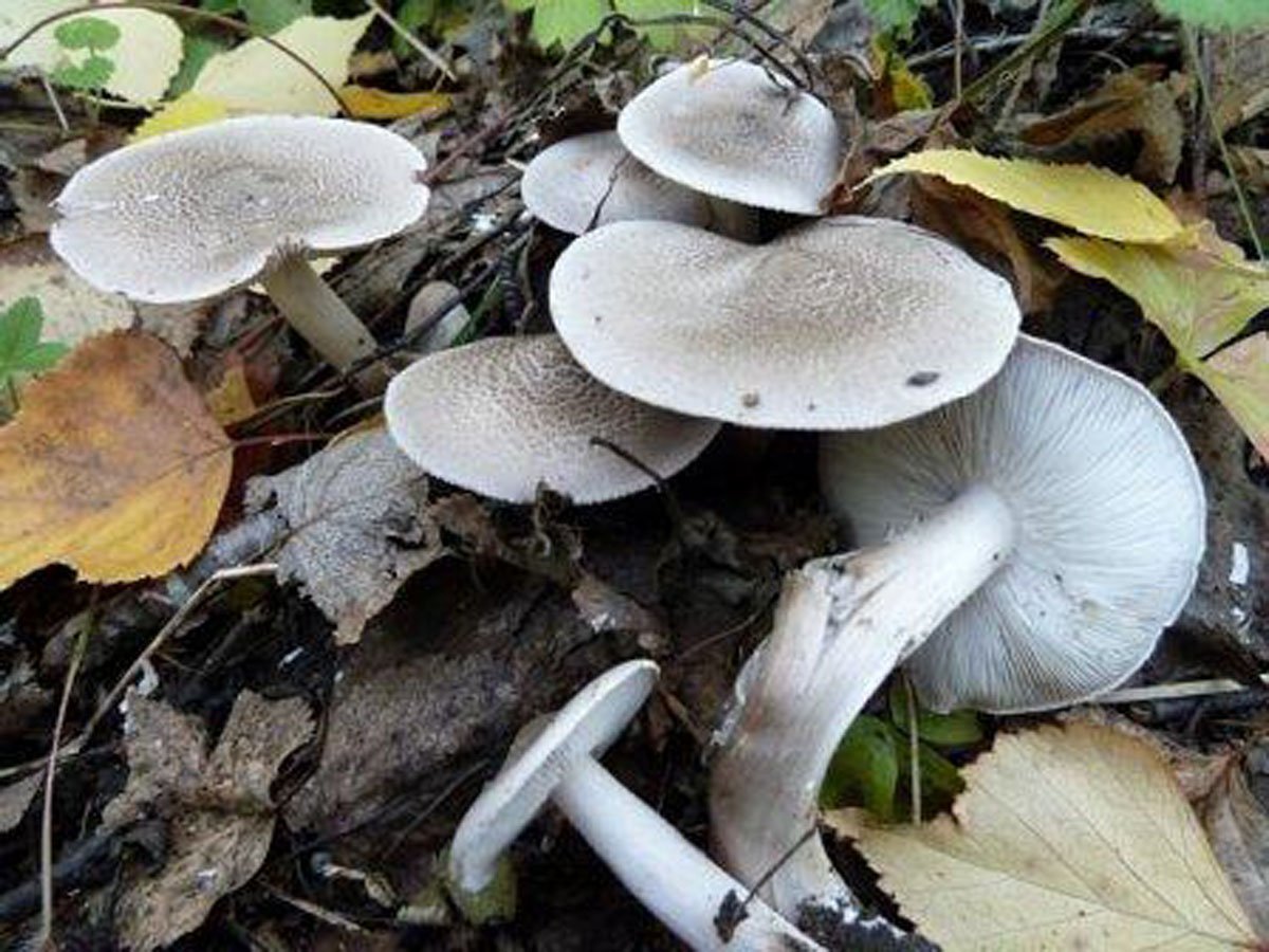 Рядовка заостренная, мышиная или полосатая (tricholoma virgatum): фото, описание и как отличить гриб