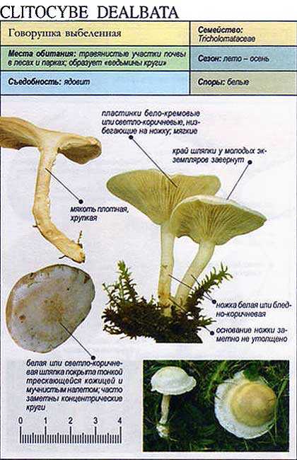 Говорушка гигантская - фото и описание съедобного гриба.