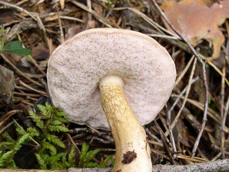 Сатанинский гриб — статный красавец с жутким именем + видео
