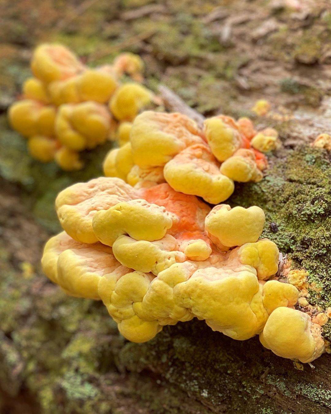 Куриный гриб (трутовик серно-желтый, гриб курица, laetiporus sulphureus): как выглядит, где и как растет