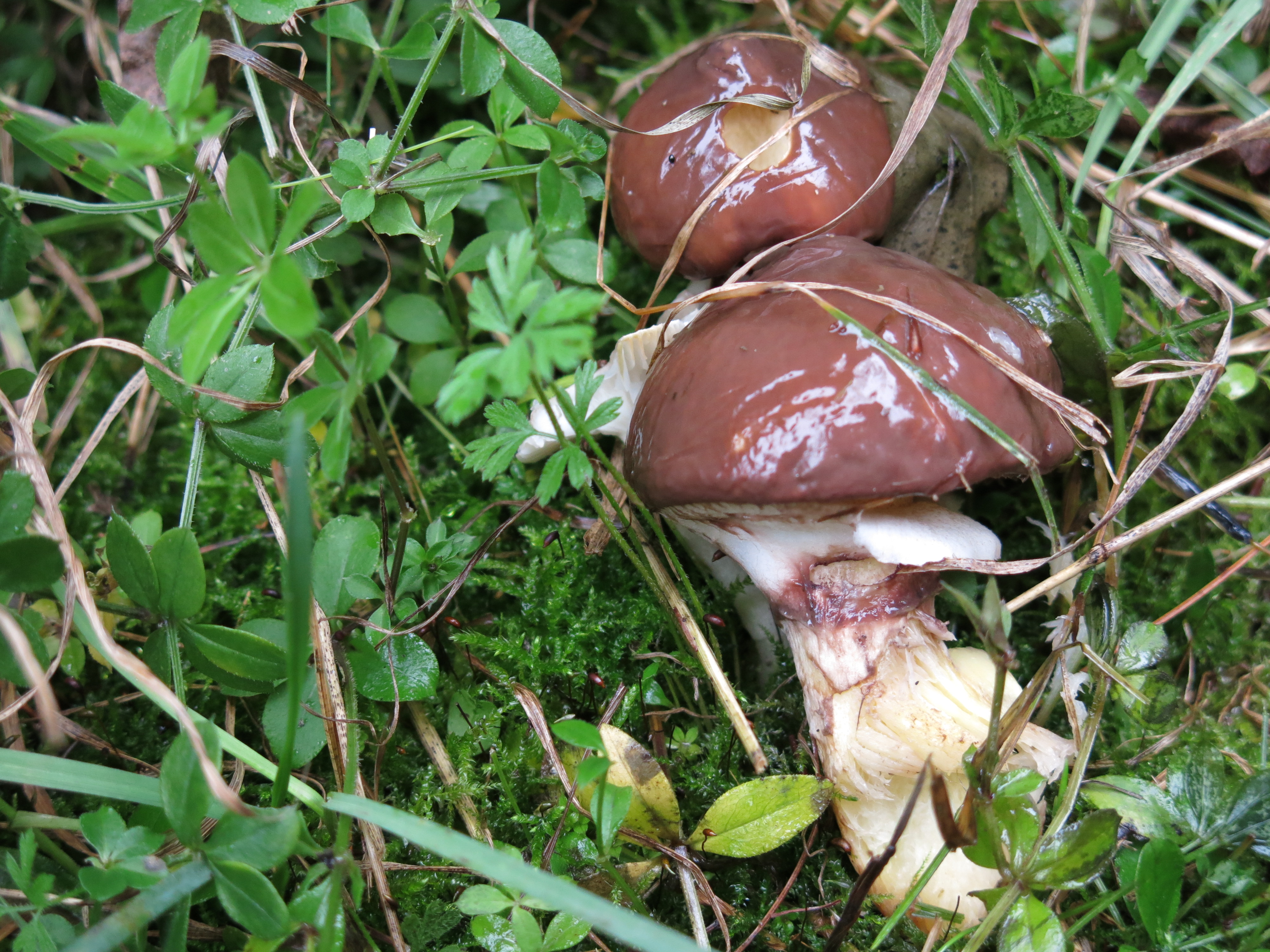 Есть гриб масленок. Масленок Suillus. Съедобные грибы маслята. Suillus luteus. Гриб Suillus luteus.